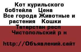 Кот курильского бобтейла › Цена ­ 5 000 - Все города Животные и растения » Кошки   . Татарстан респ.,Чистопольский р-н